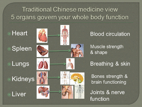 five organ body function-600